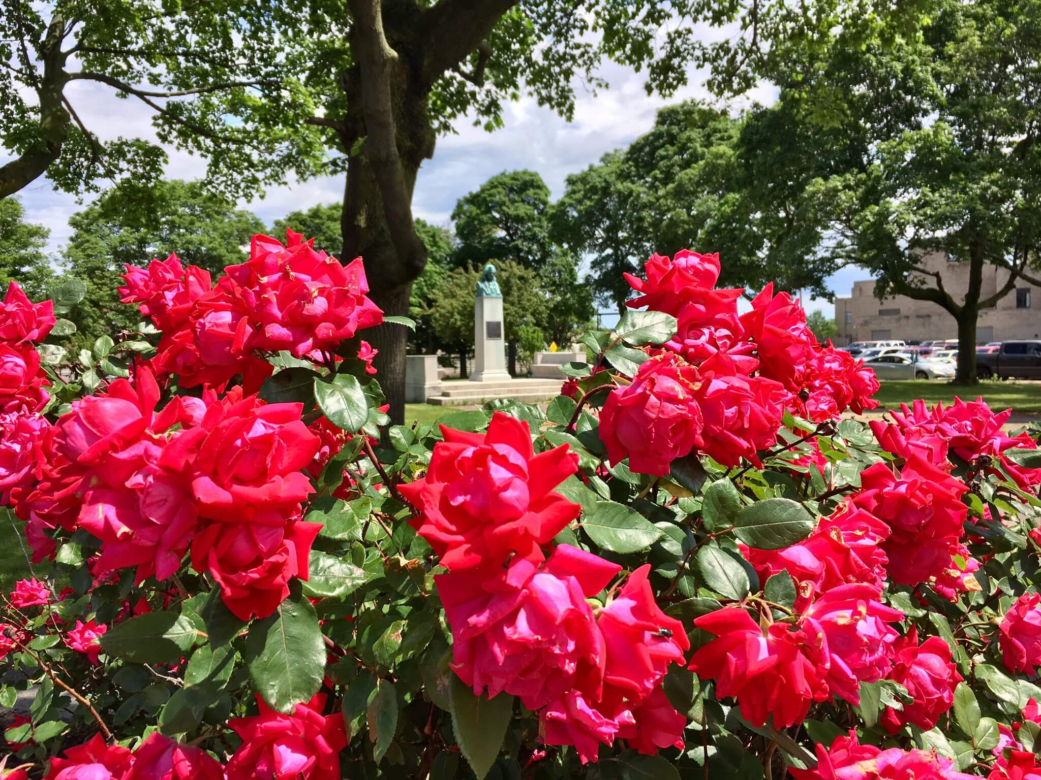 Beautiful roses in downtown garden